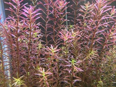 Rotala Res