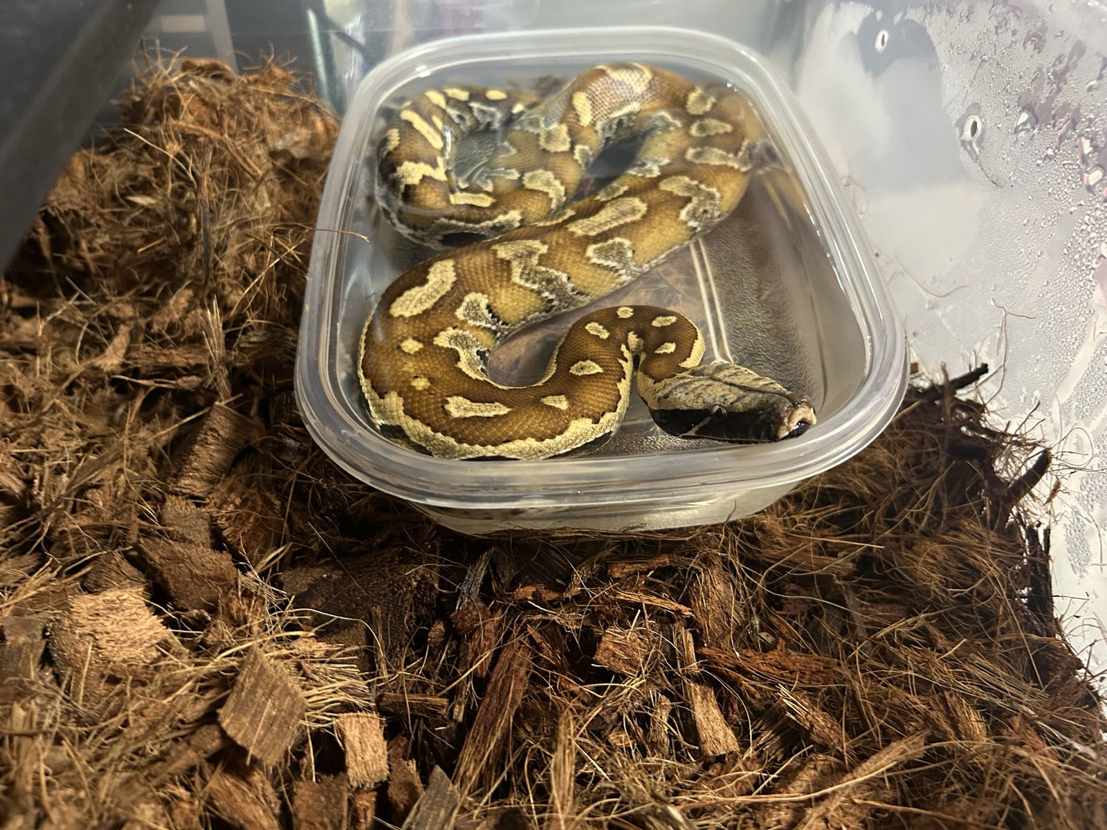 Baby Blood Python