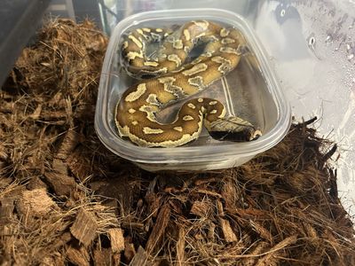 Baby Blood Python