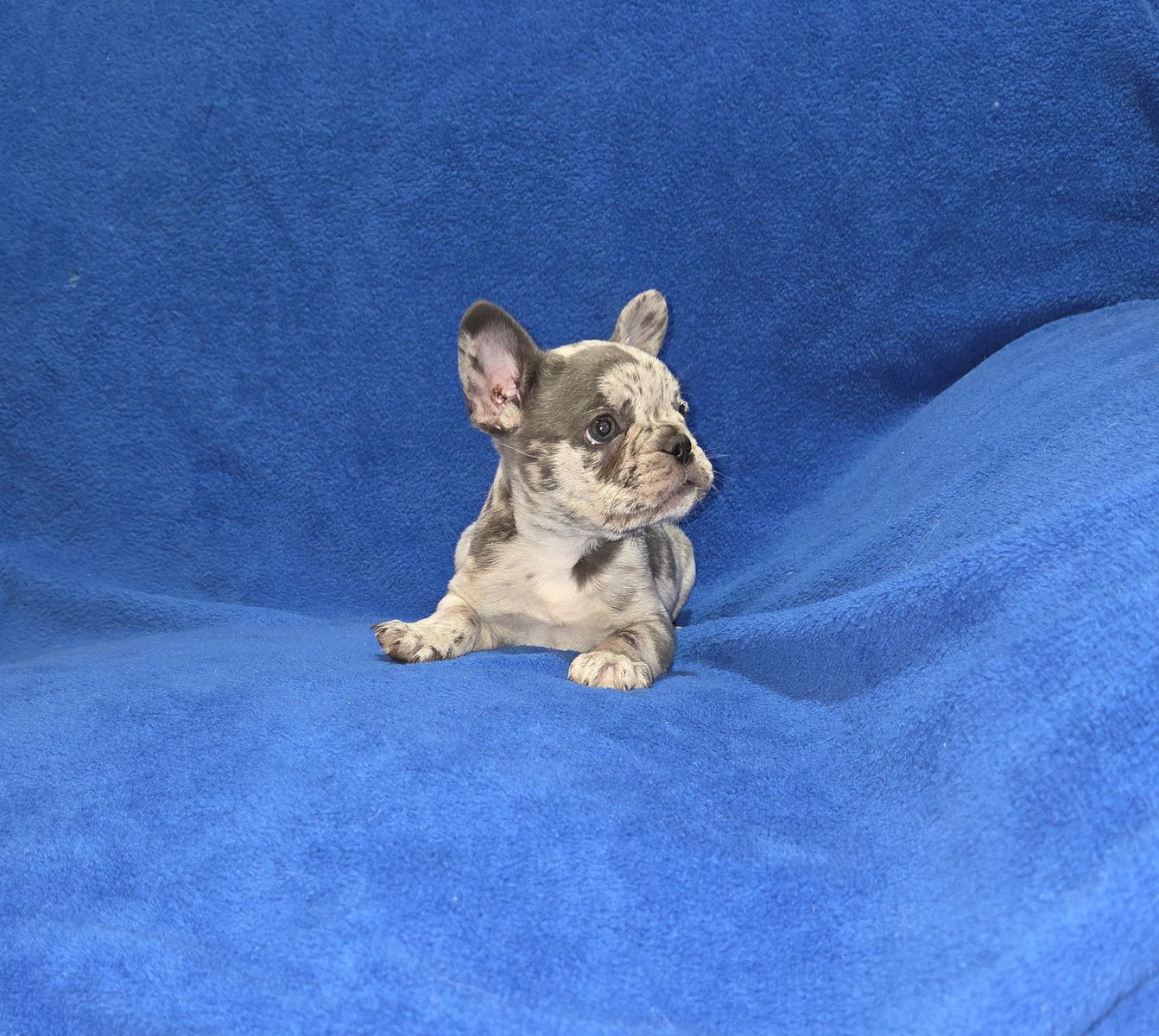 Blue-merle French Bulldog Puppy AKC