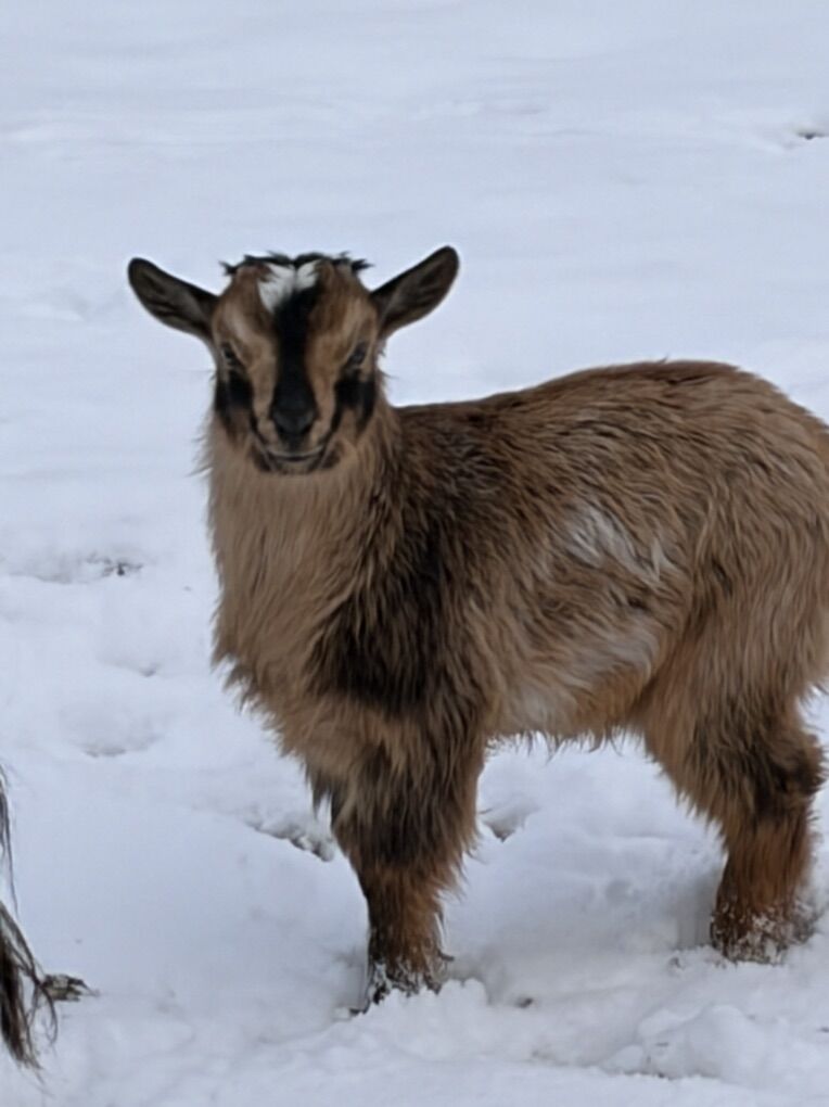 Baby Male Nigerian Dwarf / Fainting Goat Mix