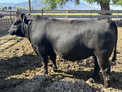 Purebred Angus Yearling Bulls