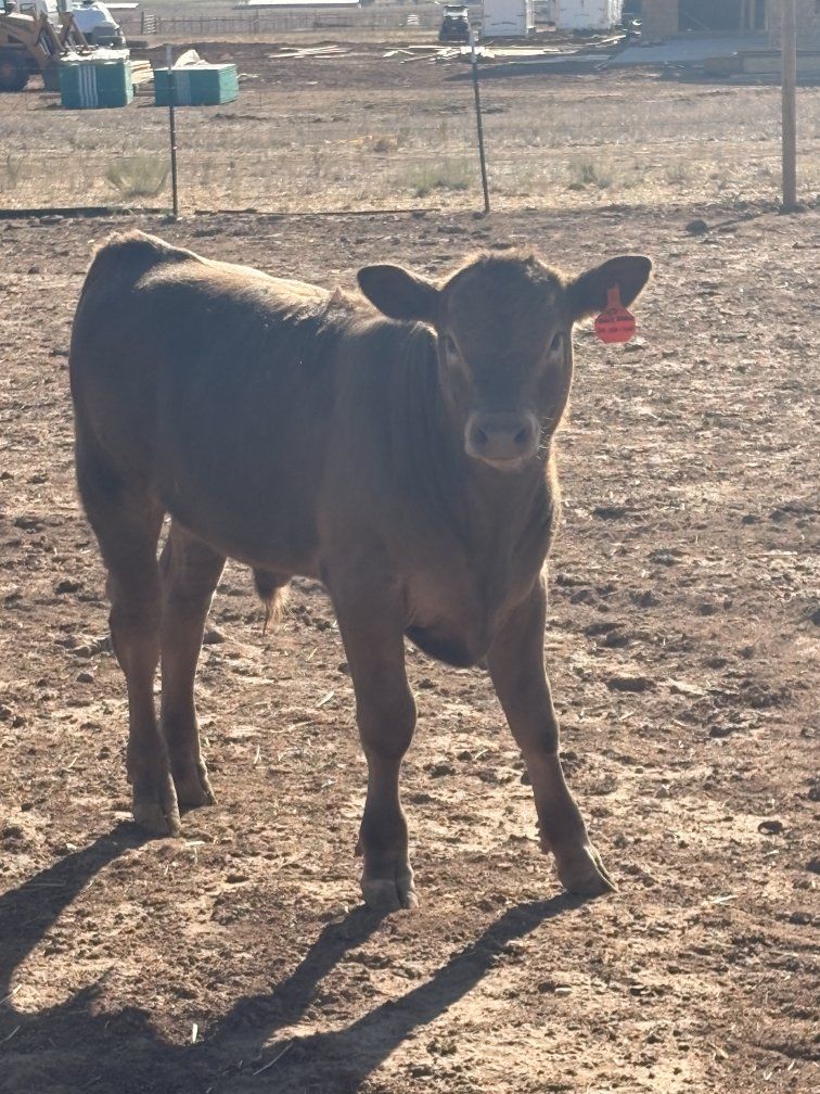 Angus Highland Bull Calf