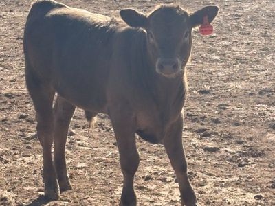 Angus Highland Bull Calf