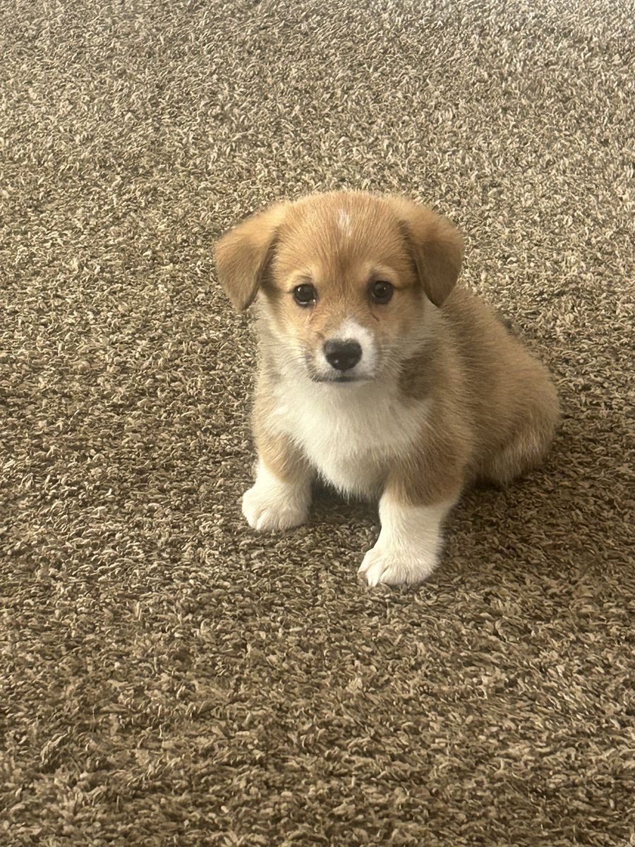 Corgi Puppy