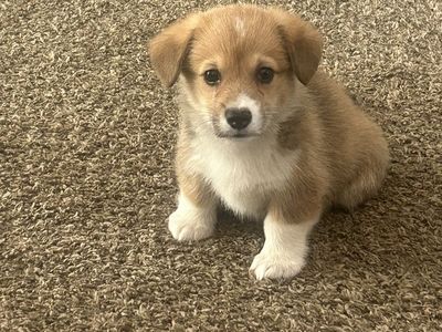 Corgi Puppy