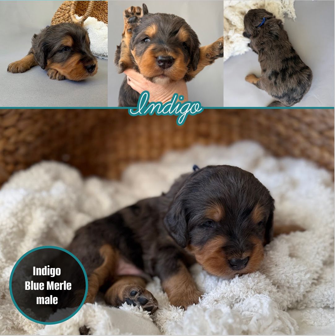 Mini Bernadoodles- multi-generational- Blue Merles