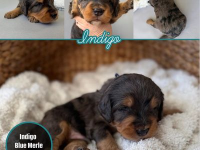 Mini Bernadoodles- multi-generational- Blue Merles