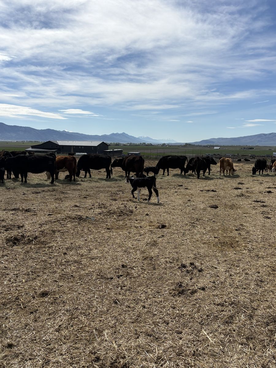 40 6 Year Old-broke Mouth Cows/cow Calf Pairs