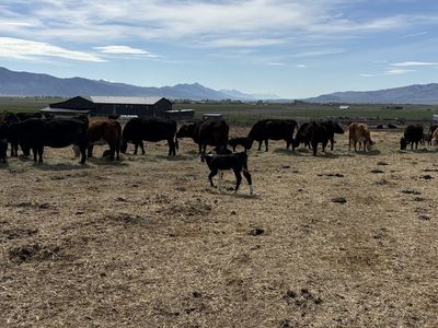 40 6 Year Old-broke Mouth Cows/cow Calf Pairs