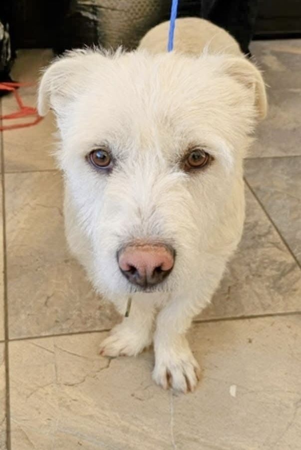 West Highland Terrier (Teddy)
