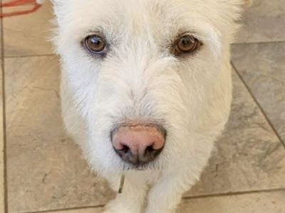 West Highland Terrier (Teddy)