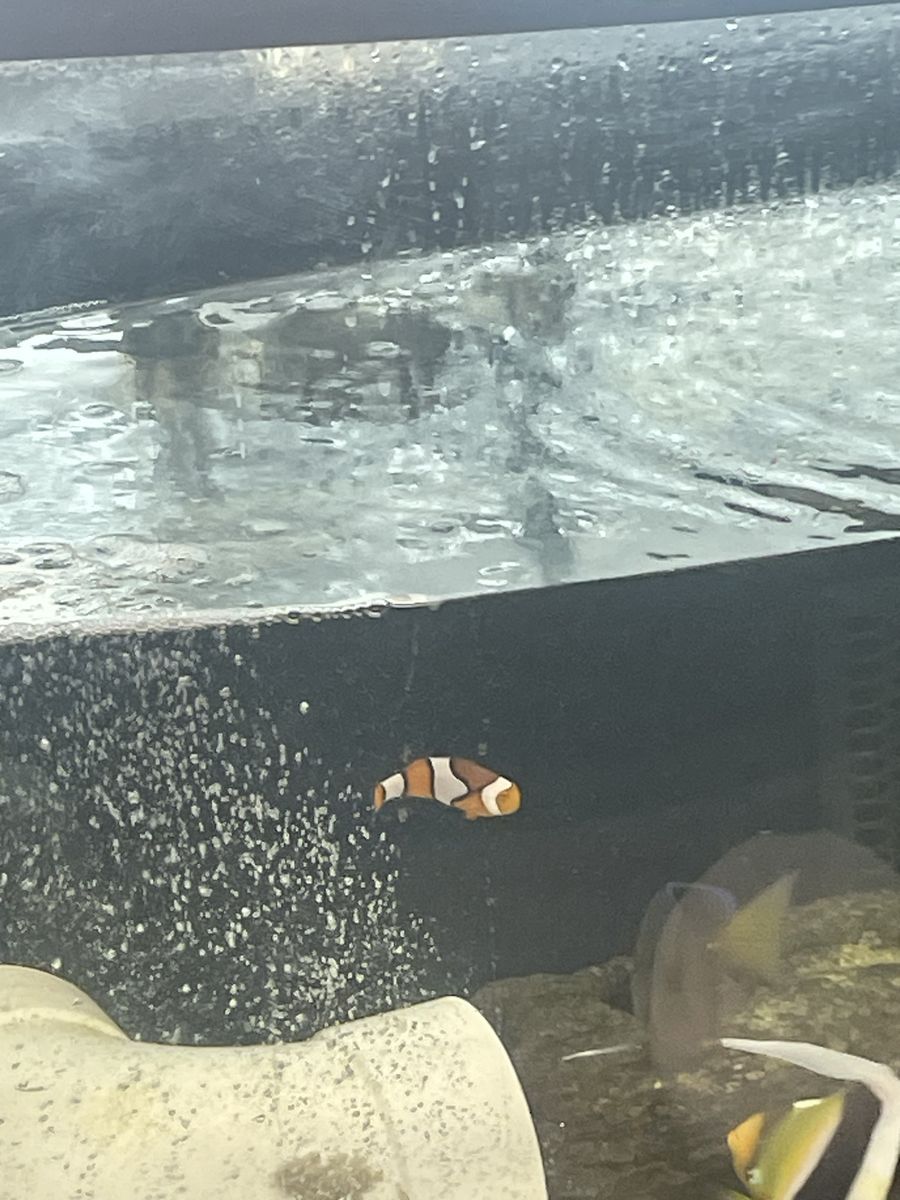 Clown fish