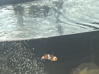 Clown fish