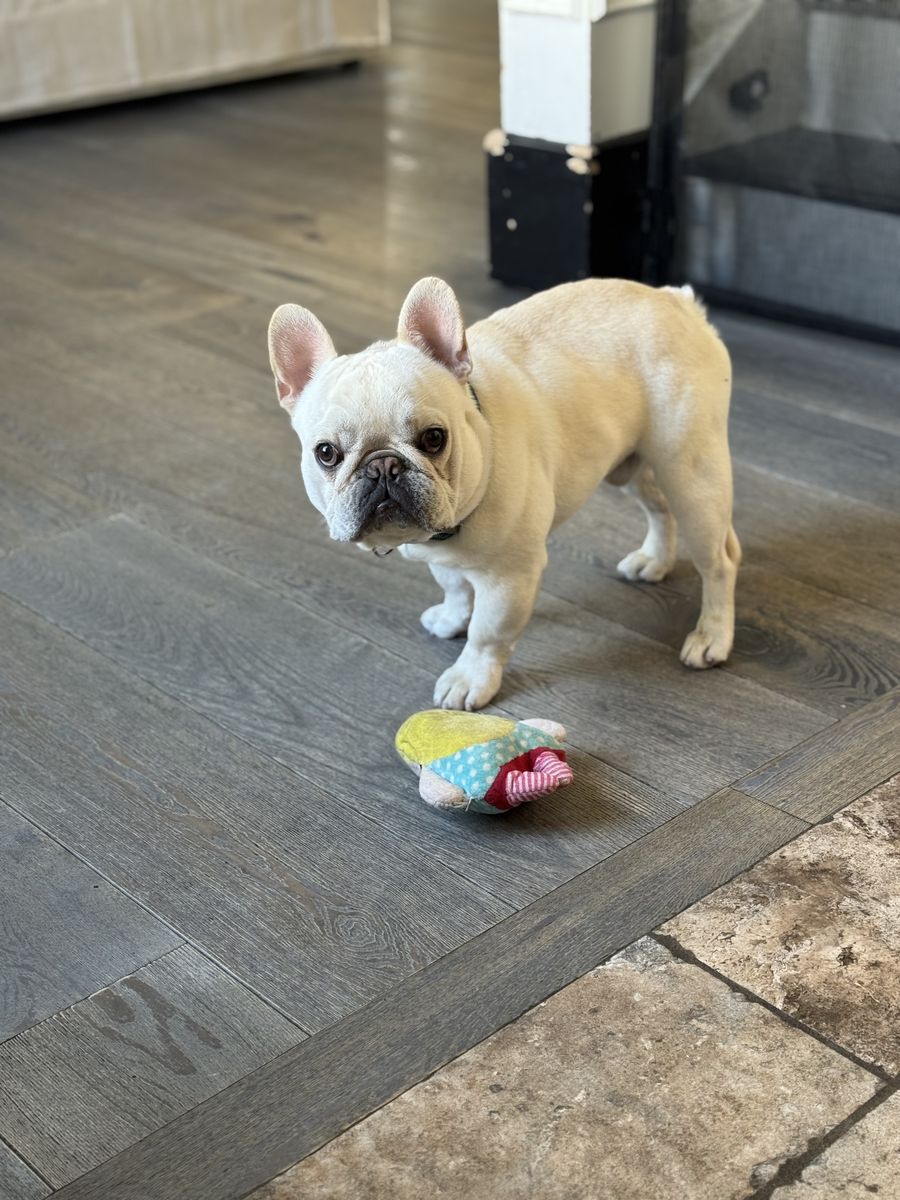 AKC French bulldog stud 