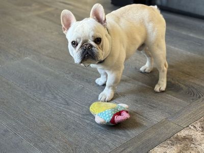 AKC French bulldog stud