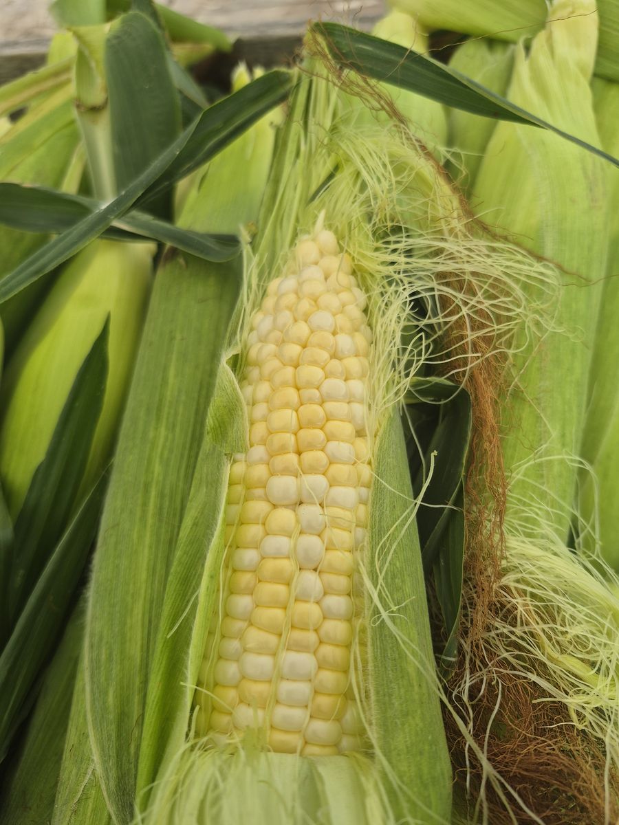 SWEET CORN