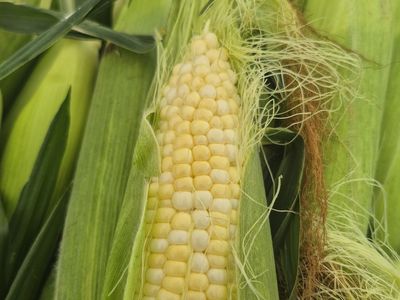 SWEET CORN