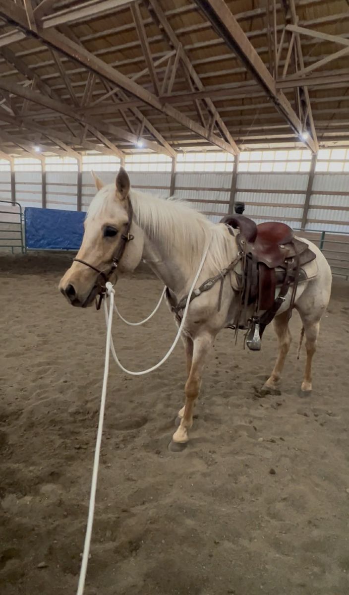 Turning 5 palomino gelding