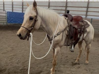 Turning 5 palomino gelding