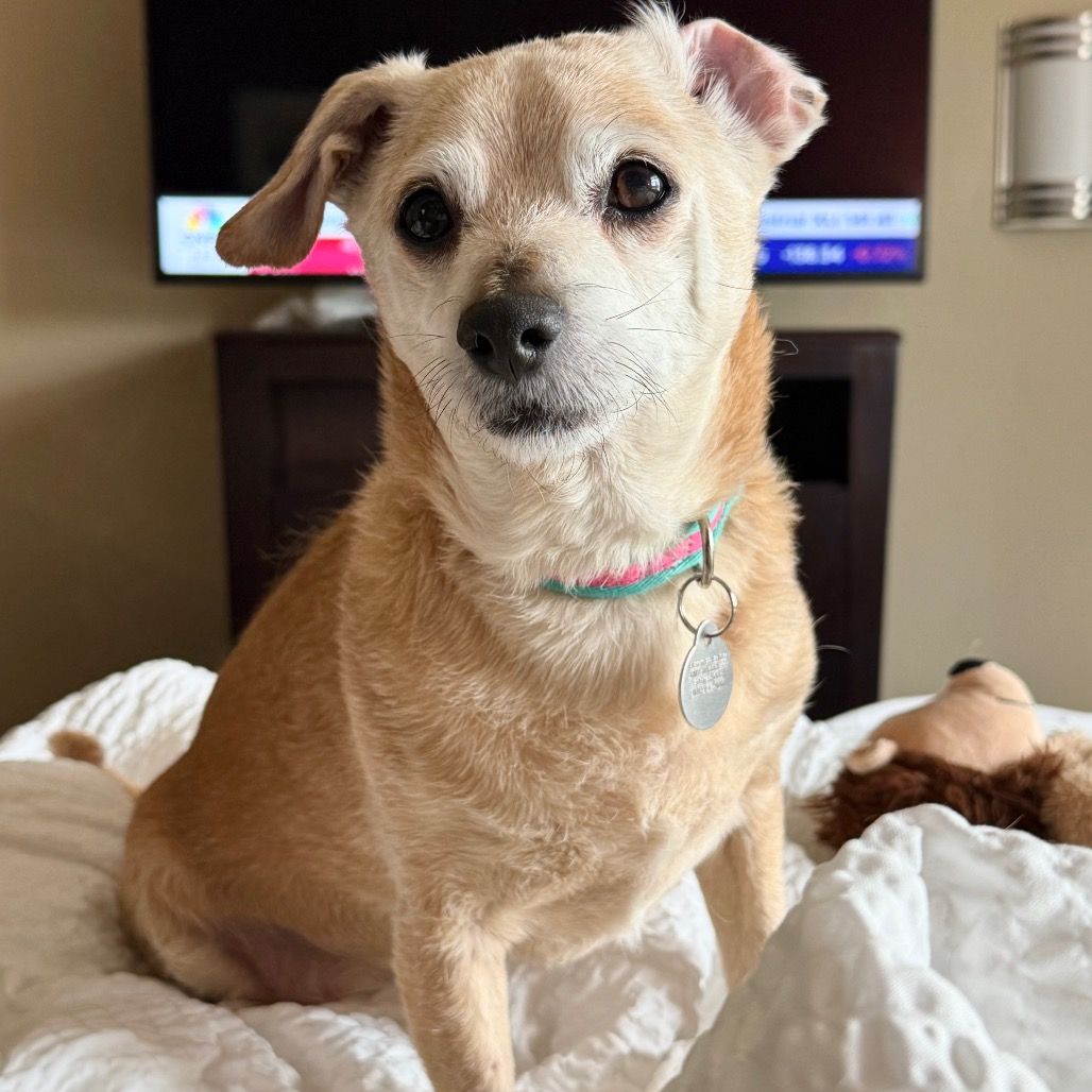 Hello my name is Nuggie