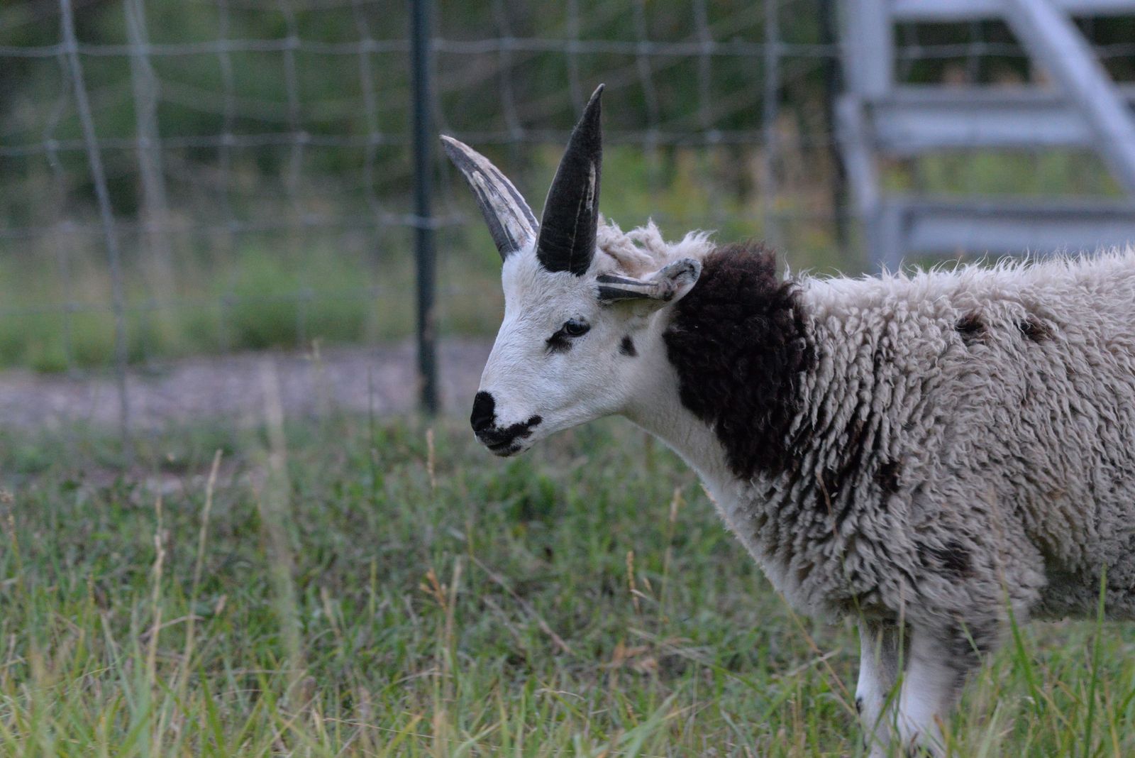 Jacob Sheep 4 Horn Ram Lamb For Sale (Ernie)
