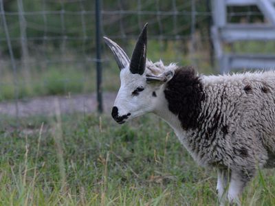 Jacob Sheep 4 Horn Ram Lamb For Sale (Ernie)