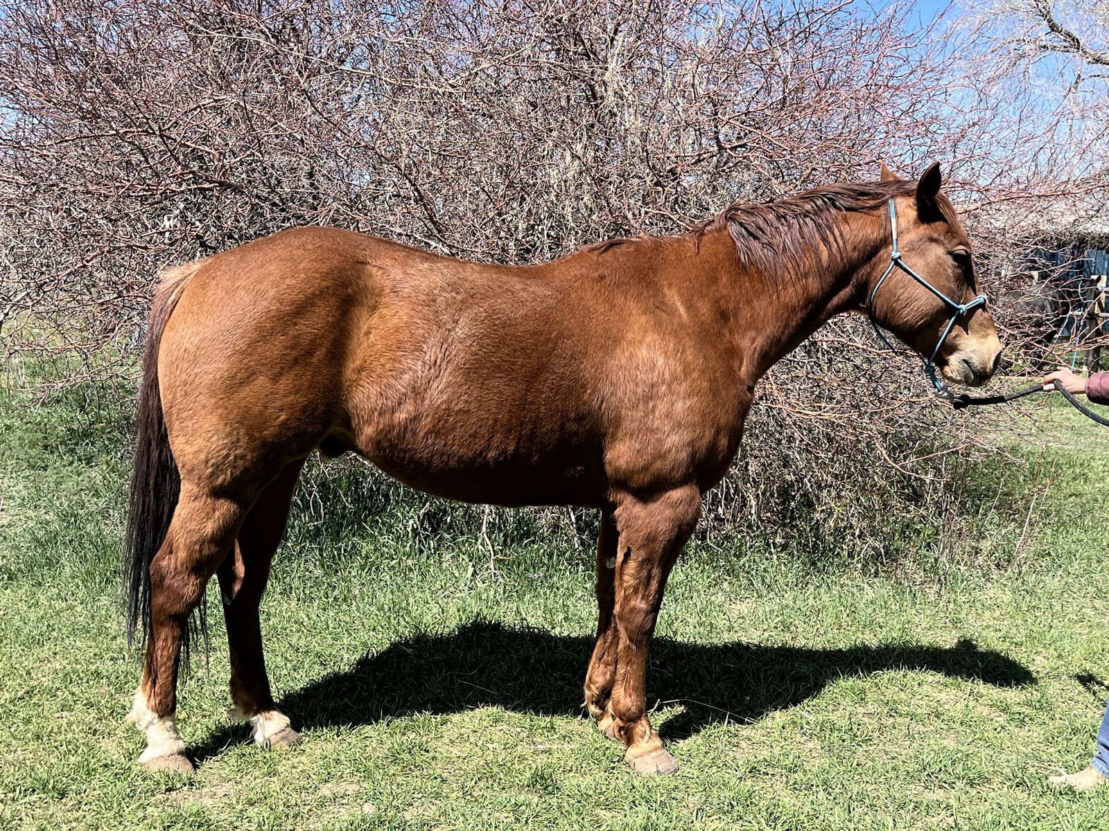 6 year old AQHA Gelding