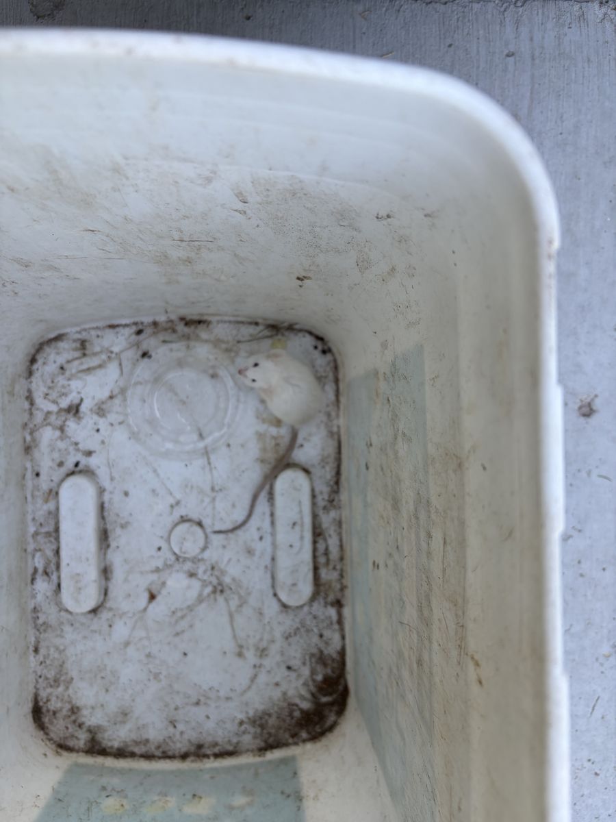 Main image 2