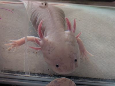Baby Leucistic Axolotls - Healthy & Adorable Aquatic Pet, Tank-Raised
