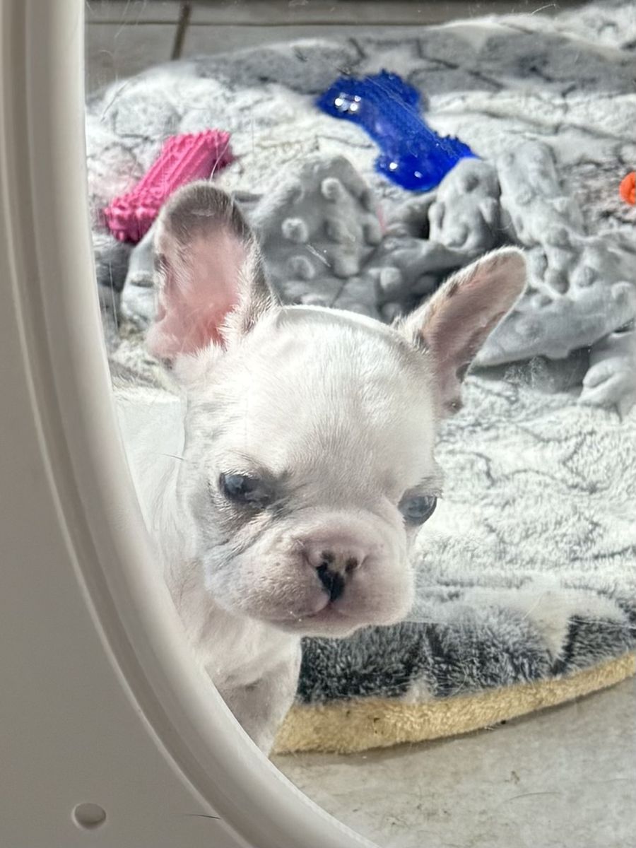 Adorable French Bulldog Puppies - Male merle, Ready for New Homes!