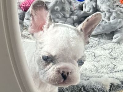 Adorable French Bulldog Puppies - Male merle, Ready for New Homes!