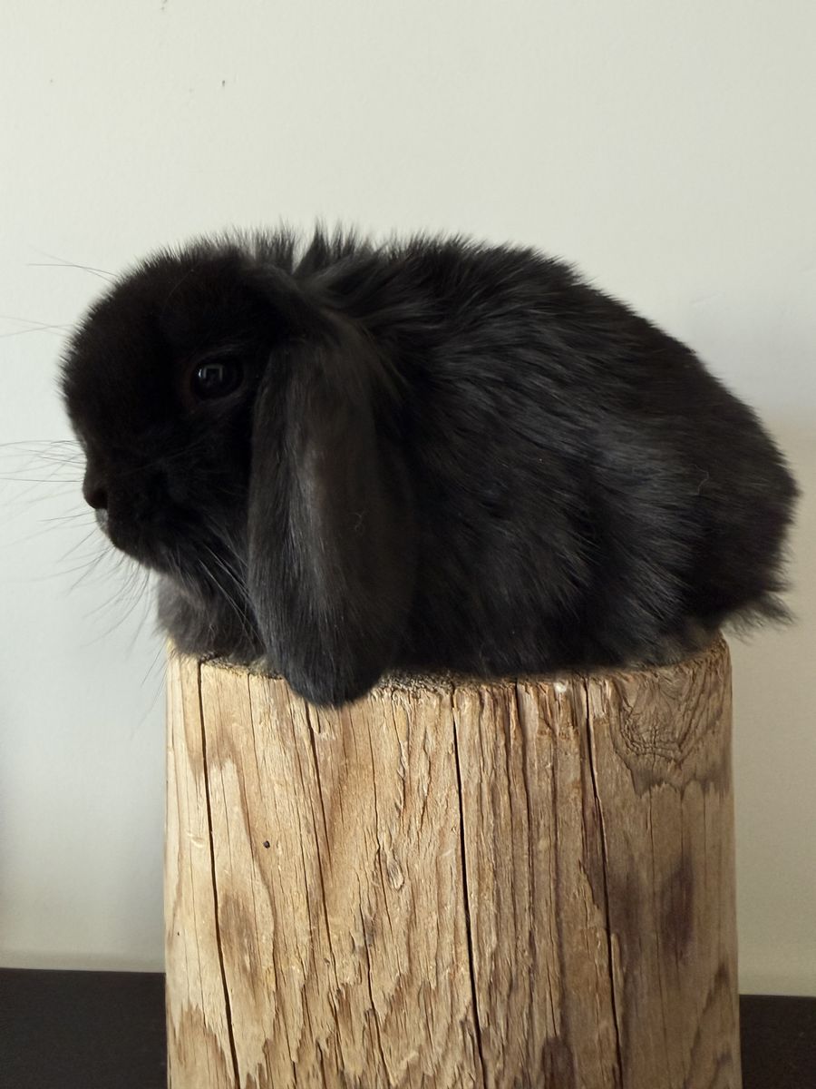 Pedigreed Holland Lop Bunnies