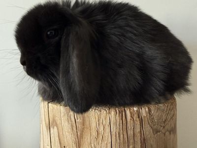 Pedigreed Holland Lop Bunnies