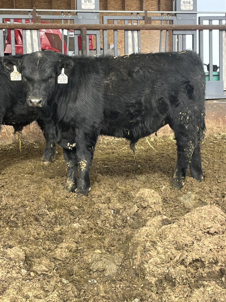 Sim-Angus and Simmental Bulls