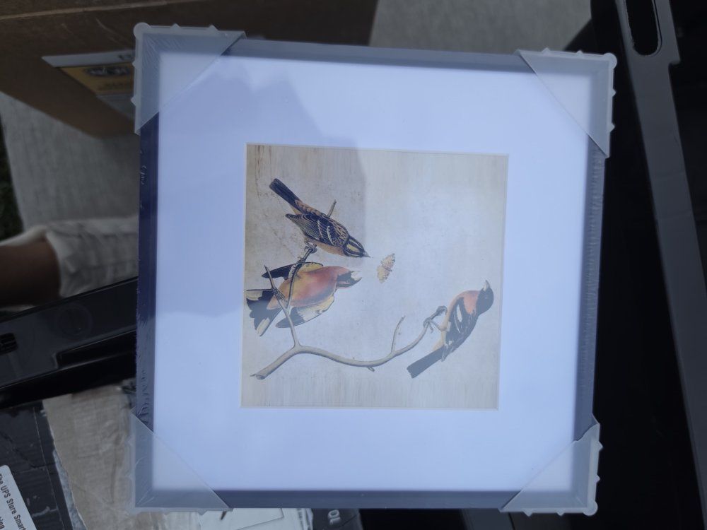 Framed Audubon Bird Art Print in Black Frame with White Mat