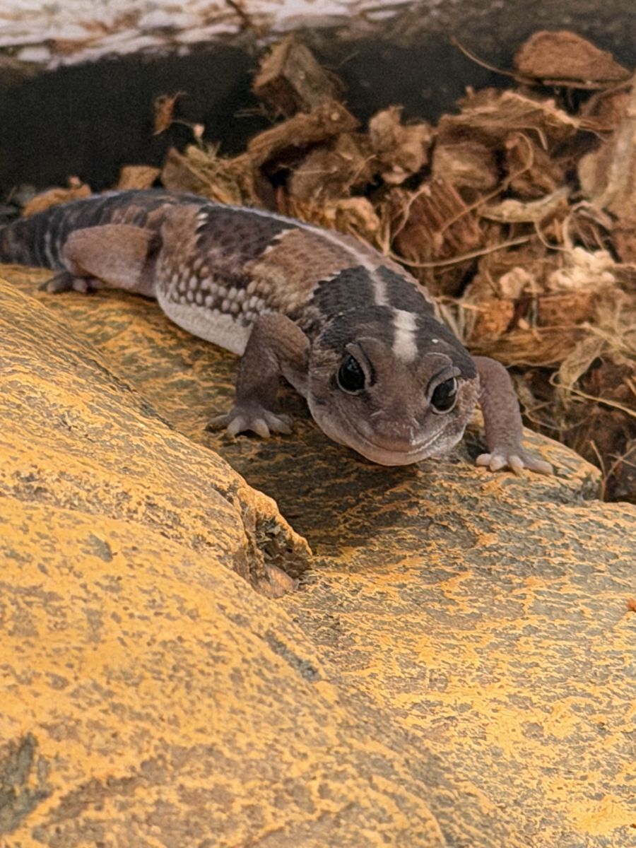 African Fat-tailed Gecko for sale