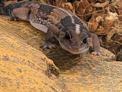 African Fat-tailed Gecko for sale