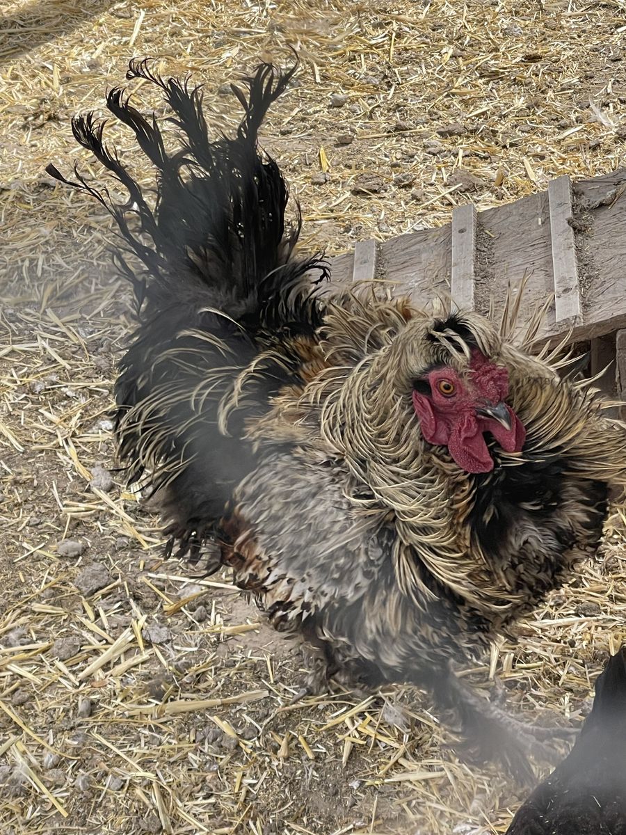Silky frizzle Rooster