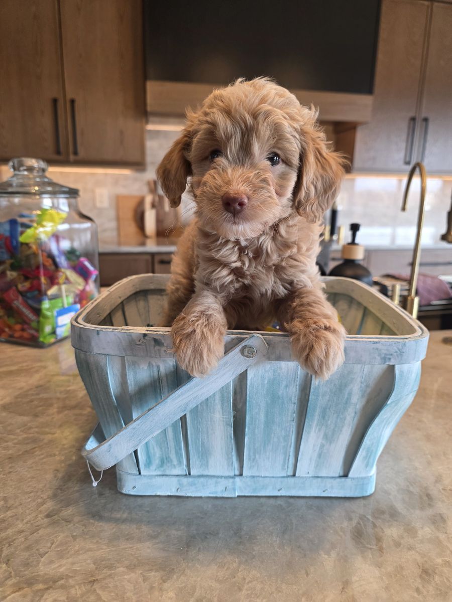 Miniature F1 b Ausiedoodles