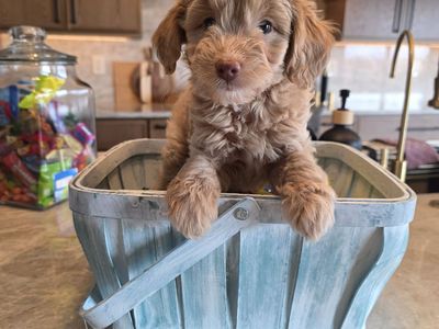 Miniature F1 b Ausiedoodles