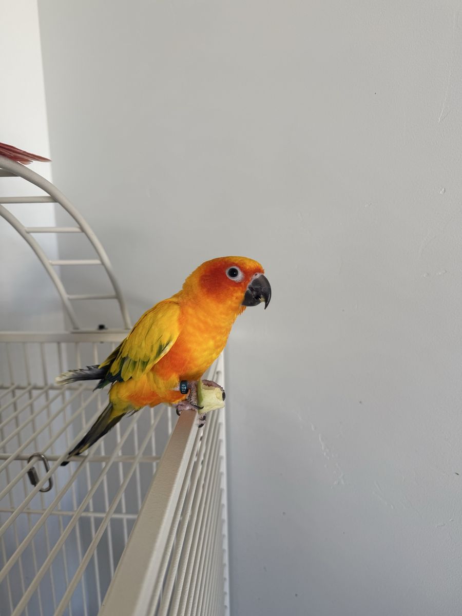 Sun Conure and Green Cheek Conure - Pair of Hand-Tamed, Vibrant Birds
