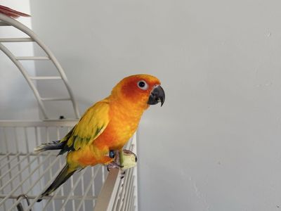 Sun Conure and Green Cheek Conure - Pair of Hand-Tamed, Vibrant Birds