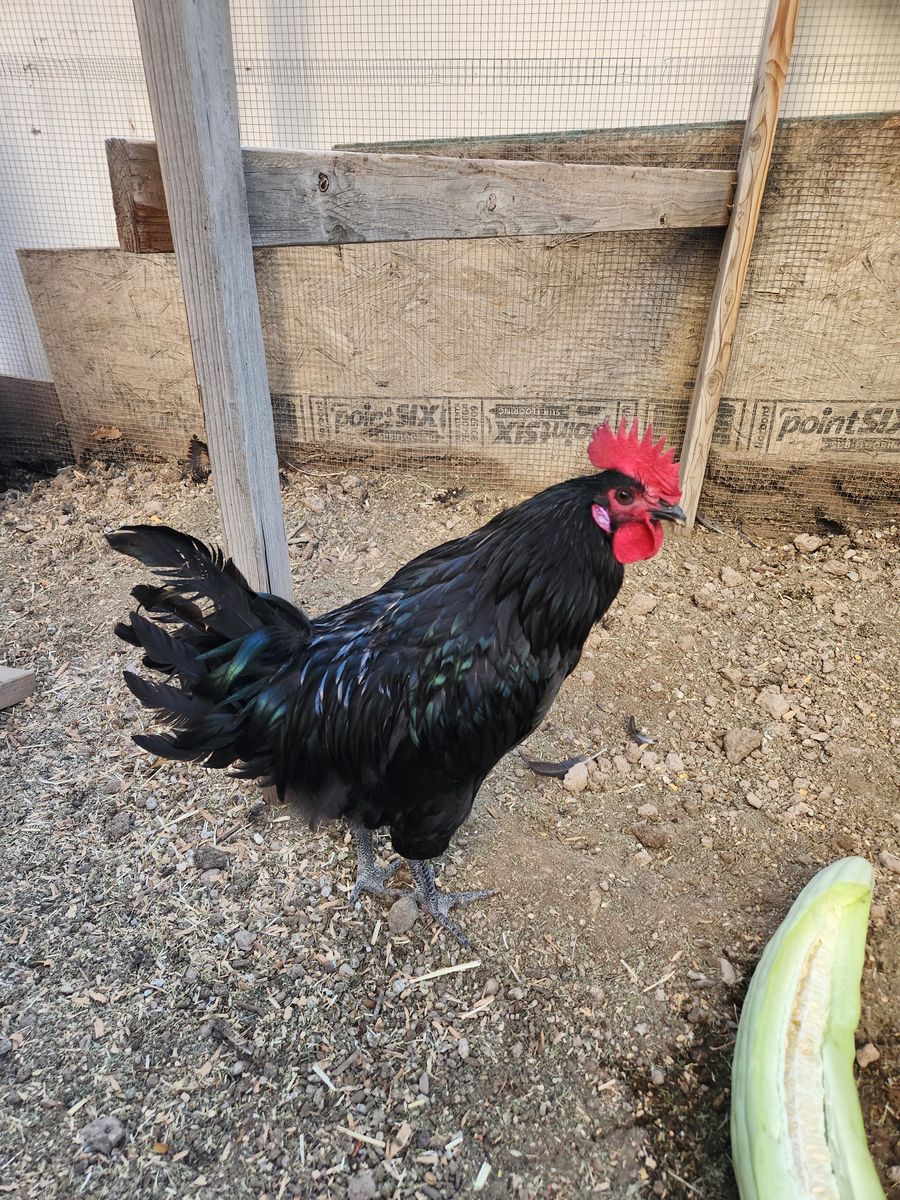 Free Rooster