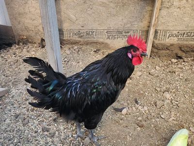 Free Rooster