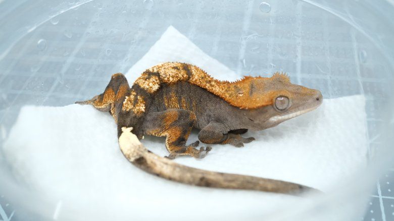 Het Axanthic sable female crested gecko