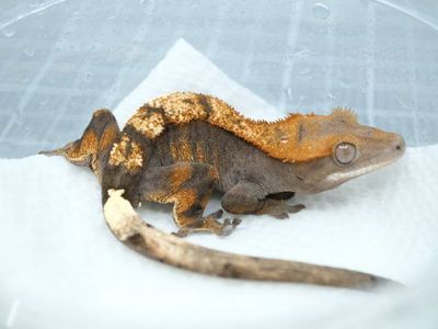 Het Axanthic sable female crested gecko