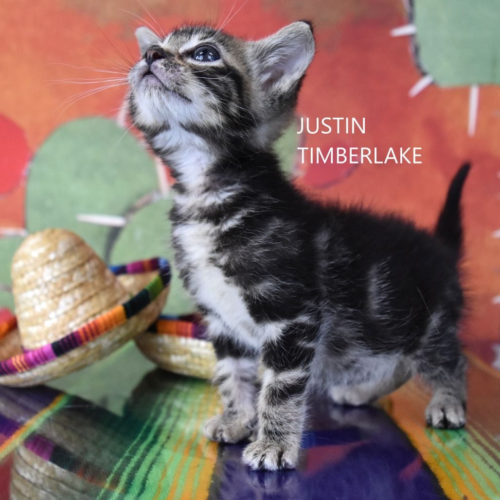 Hello my name is Justin Timberlake