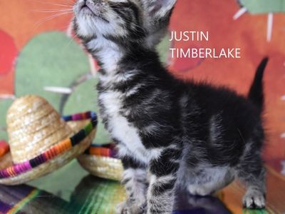 Hello my name is Justin Timberlake