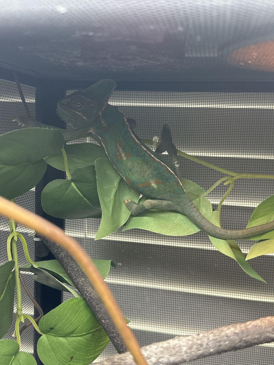 Female Veiled Chameleon